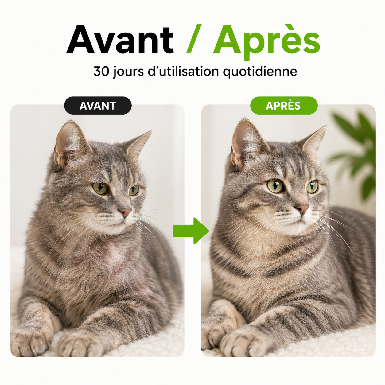 Dites adieu aux problèmes de peau et de toilettage de votre chat